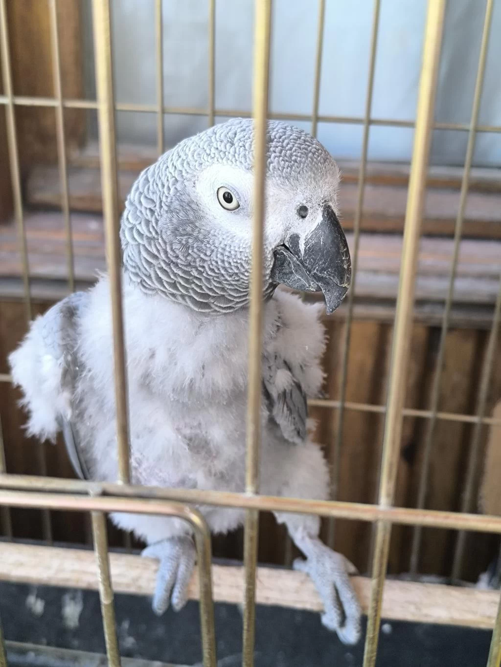 Evcil Konuşan Jako Stres Geçirmiştir