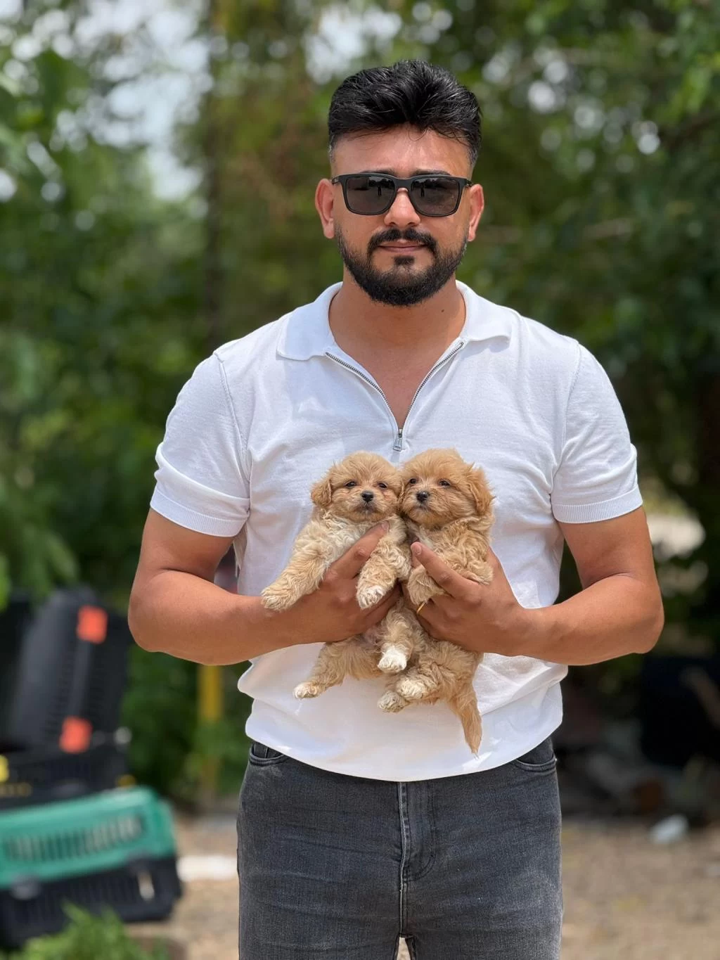 Aşili Eğitimli Orjinal Premium Maltipoo