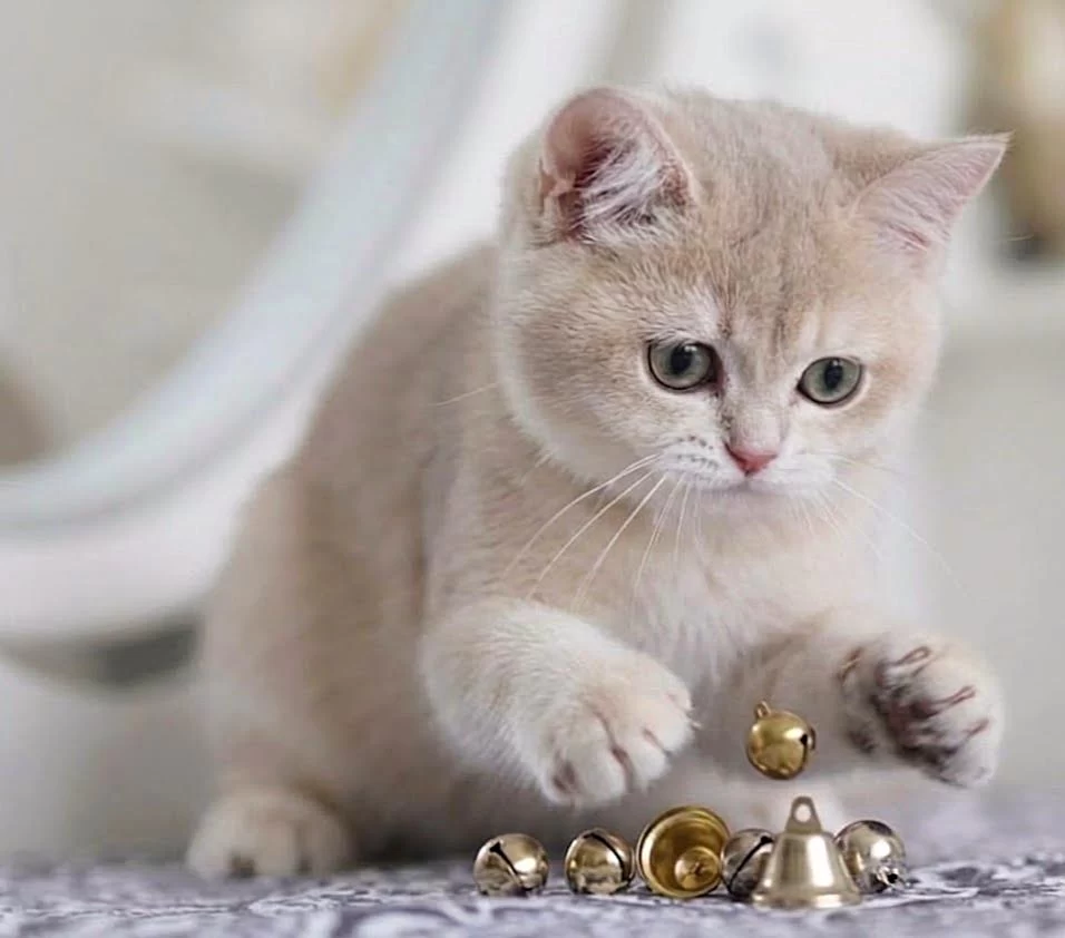 British Shorthair Lilac Gold Dişi Yavru