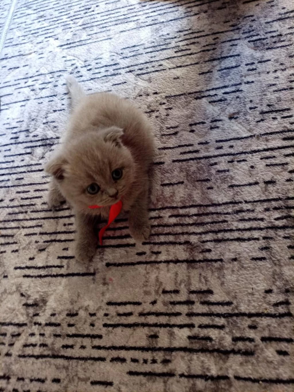 2 Aylık Scottish Fold Mia Kızım