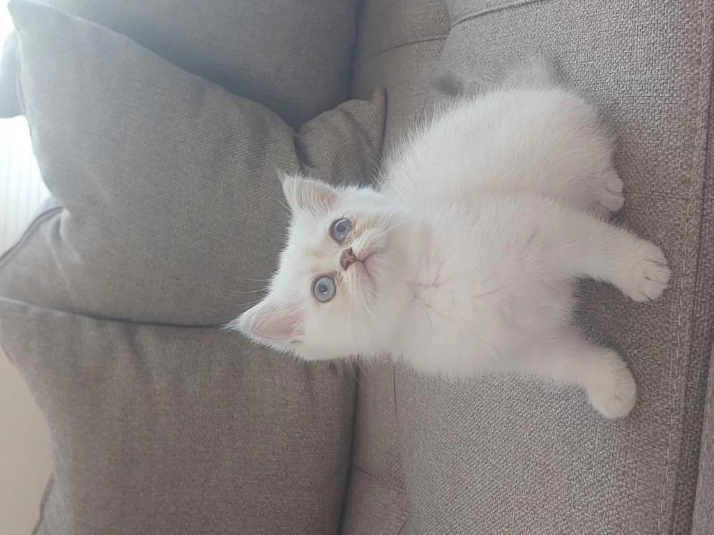 Kalite Bizde Güven Bizde Showroom Cins Kediler