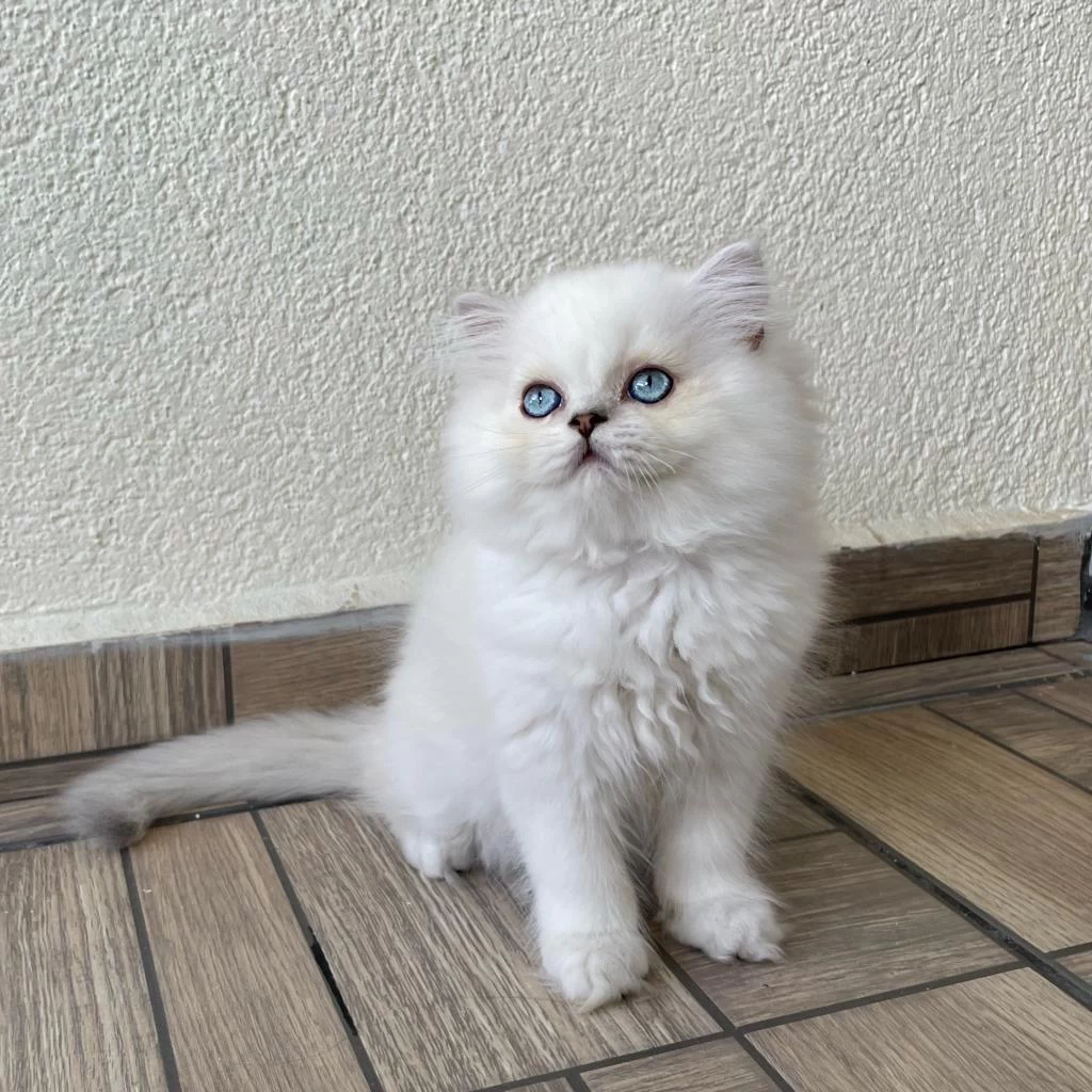 Minik Sevimli Ayıcık British Longhair Oğlum