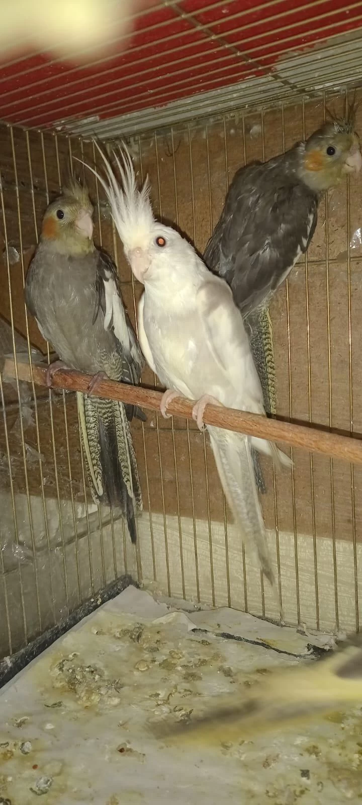 Taşincağimizdan Dolayi 10 Adet Sultan Papağani