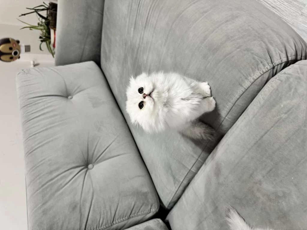 En Tatlı Scottish Fold Bebekler Biziz