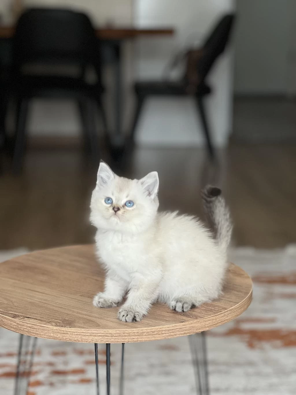 İnsan Canlisi Güzel Bebeğim British Shorthair Yavru