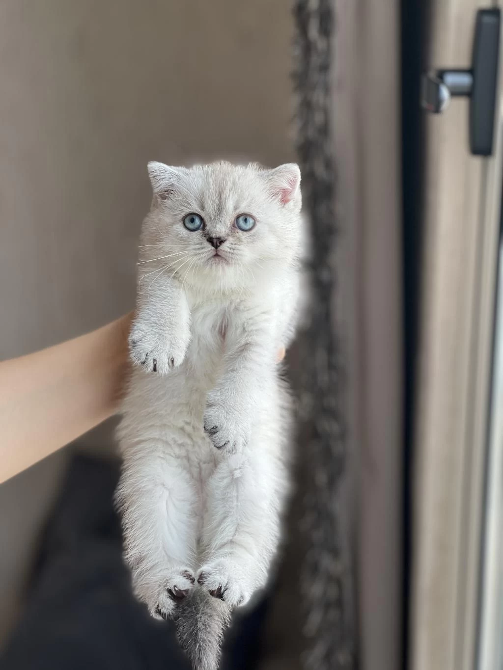 Ayi Surat Silver Point British Shorthair Yavru