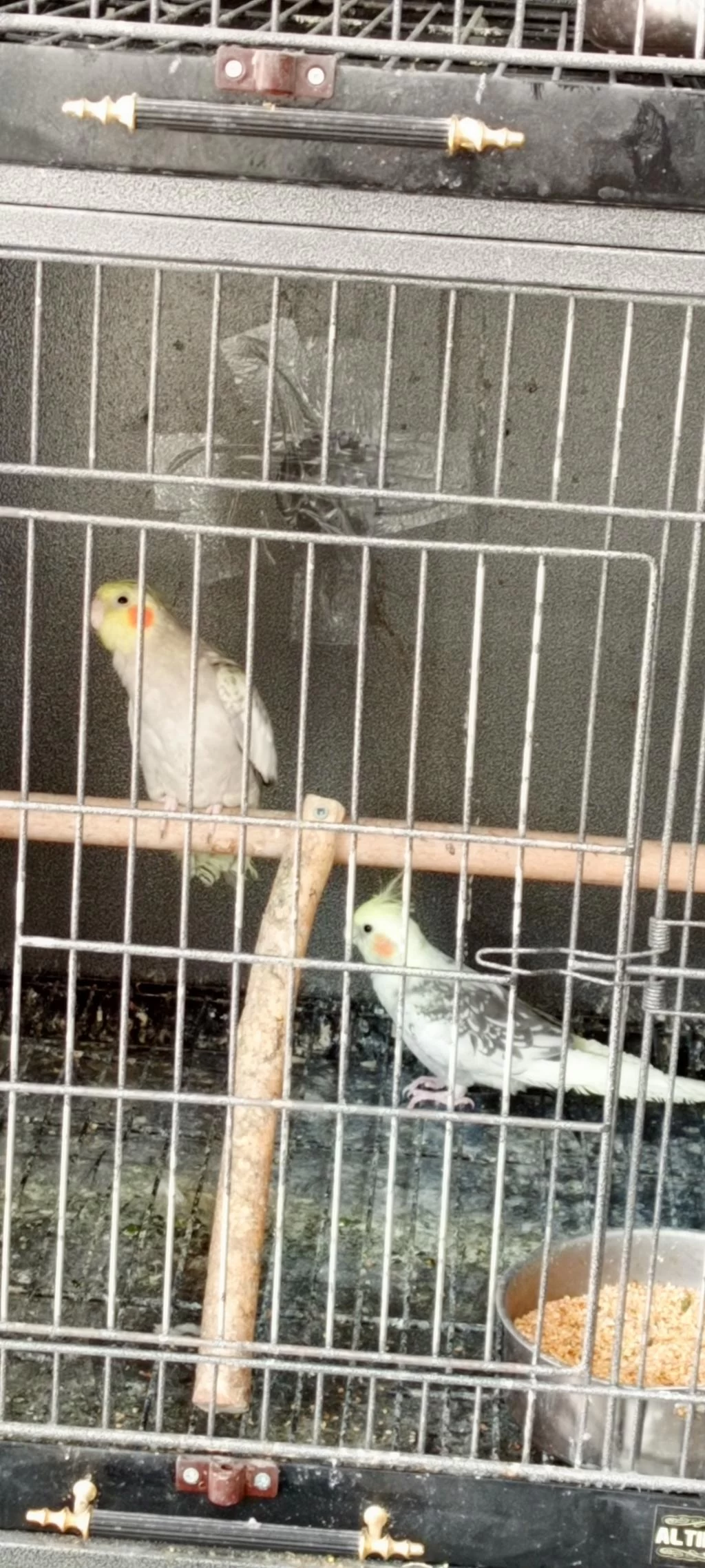 Sultan Papağanı Yeni Takım