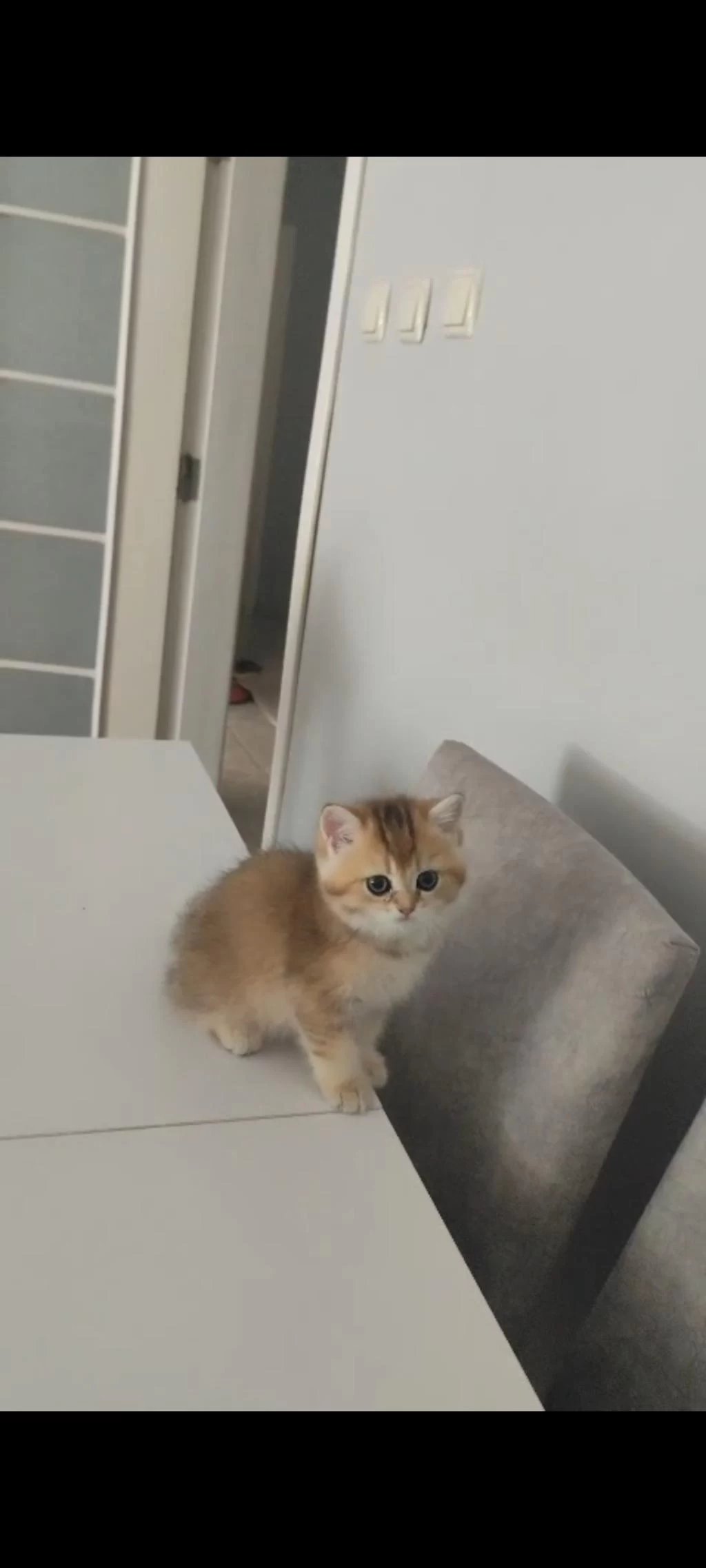 British Shorthair Ny25 Dişi