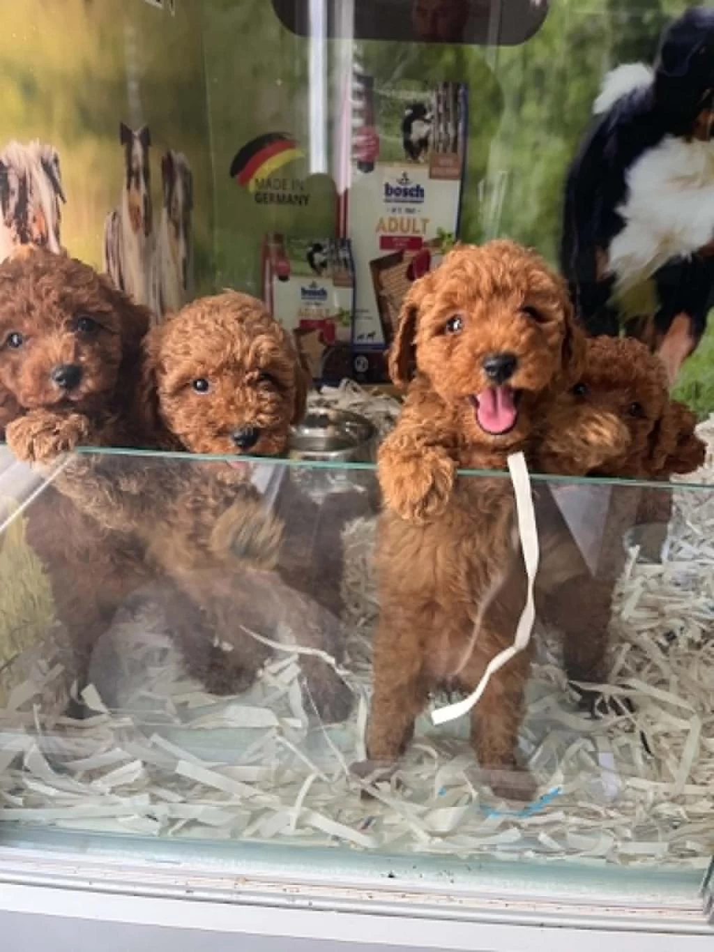 Biblo Güzelliğine Sahip Dark Red Brown Teacup Poodle