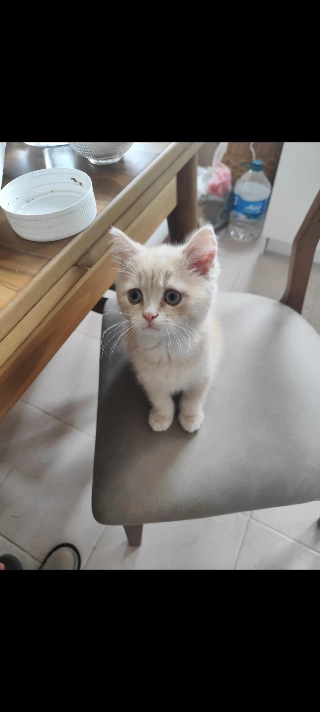 British Shorthair Krem Dişi Yavru