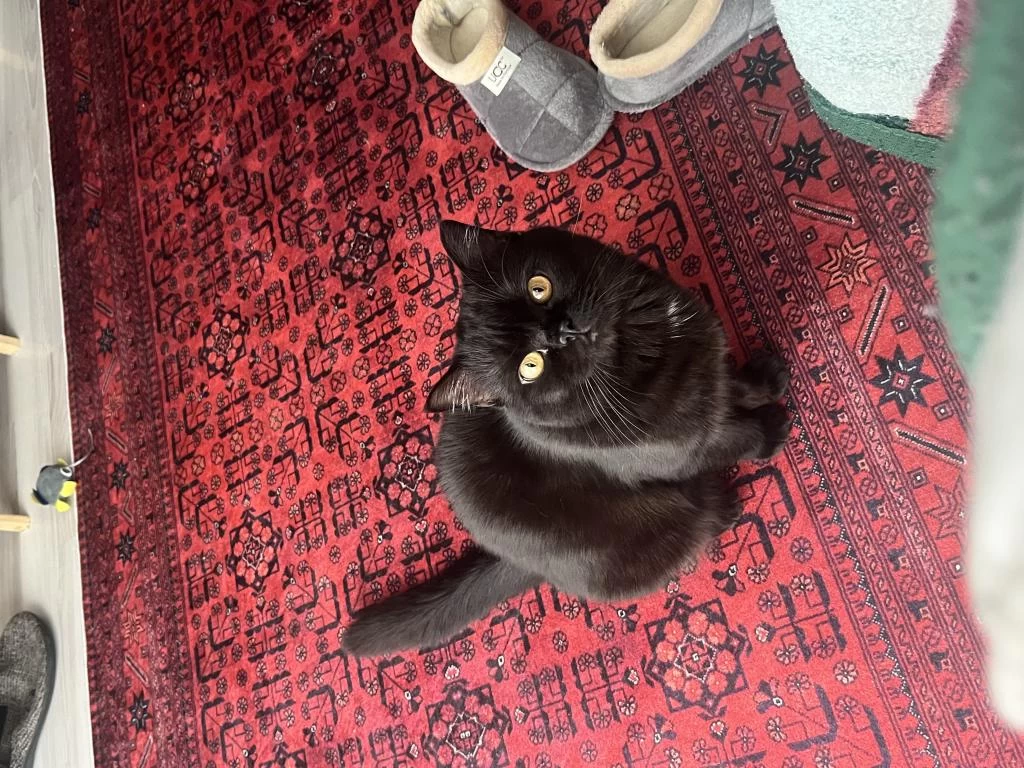 Yakışıklı British Shorthair Ateşimize Yuva
