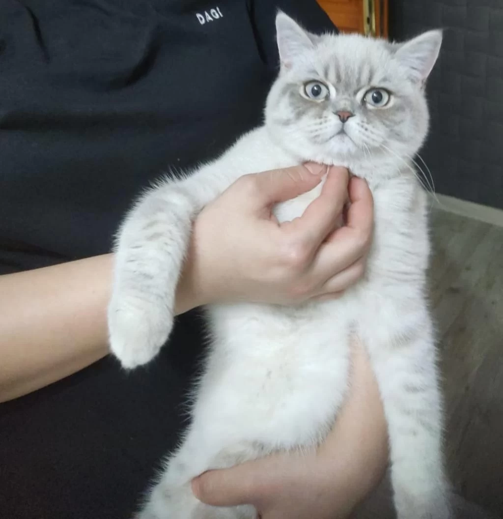 İzmir Konak Mavi Gözlü British Shorthair Blue Point