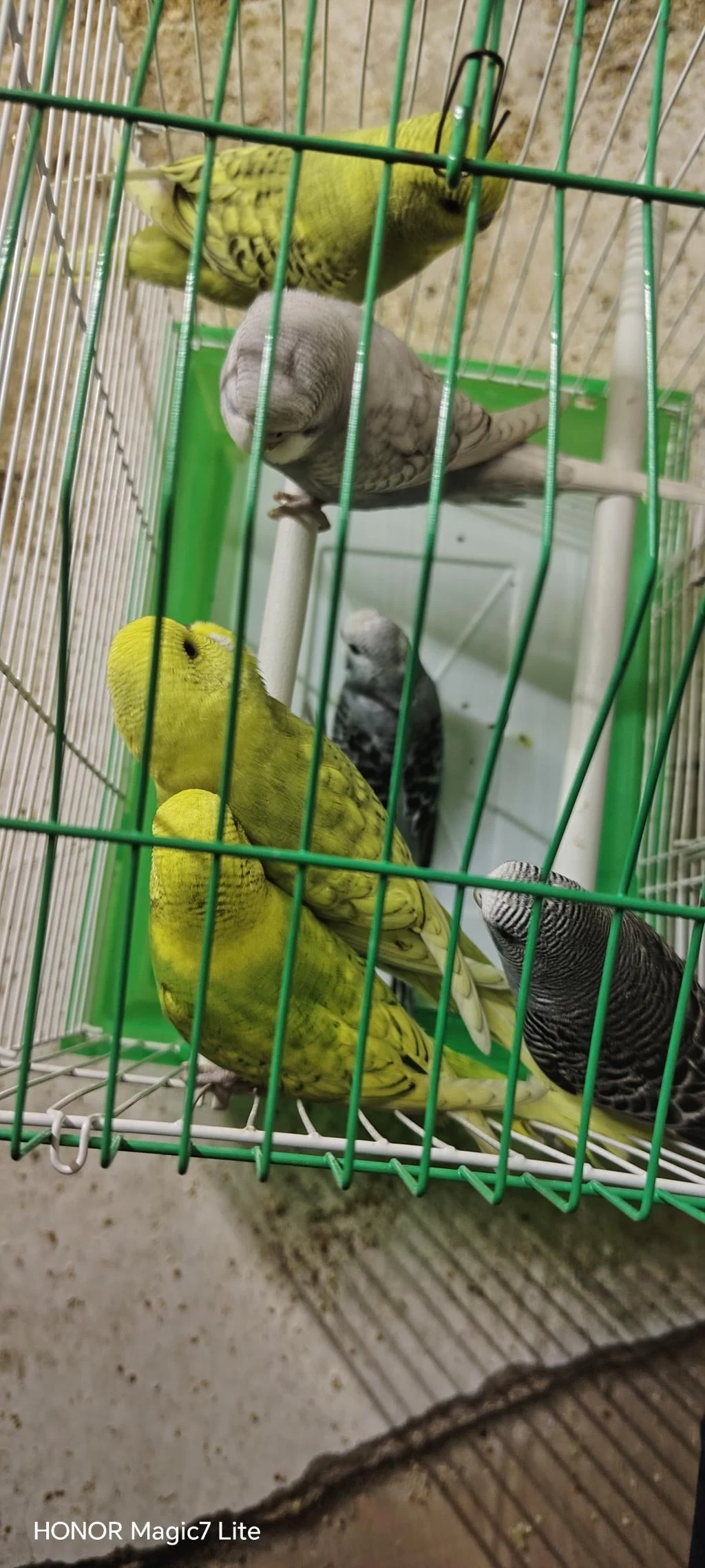 6 Adet Erkek Yavru Muhabbet Kuşu