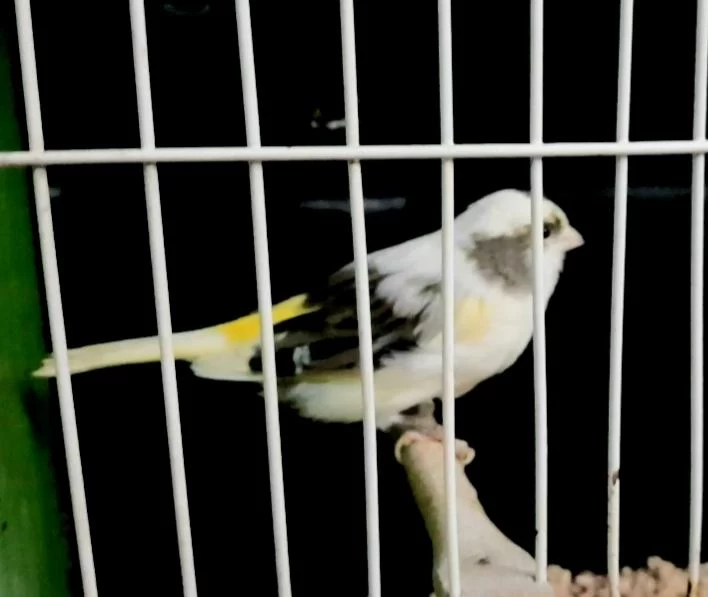 Kanarya İçin Açıklamaları Okuyalım