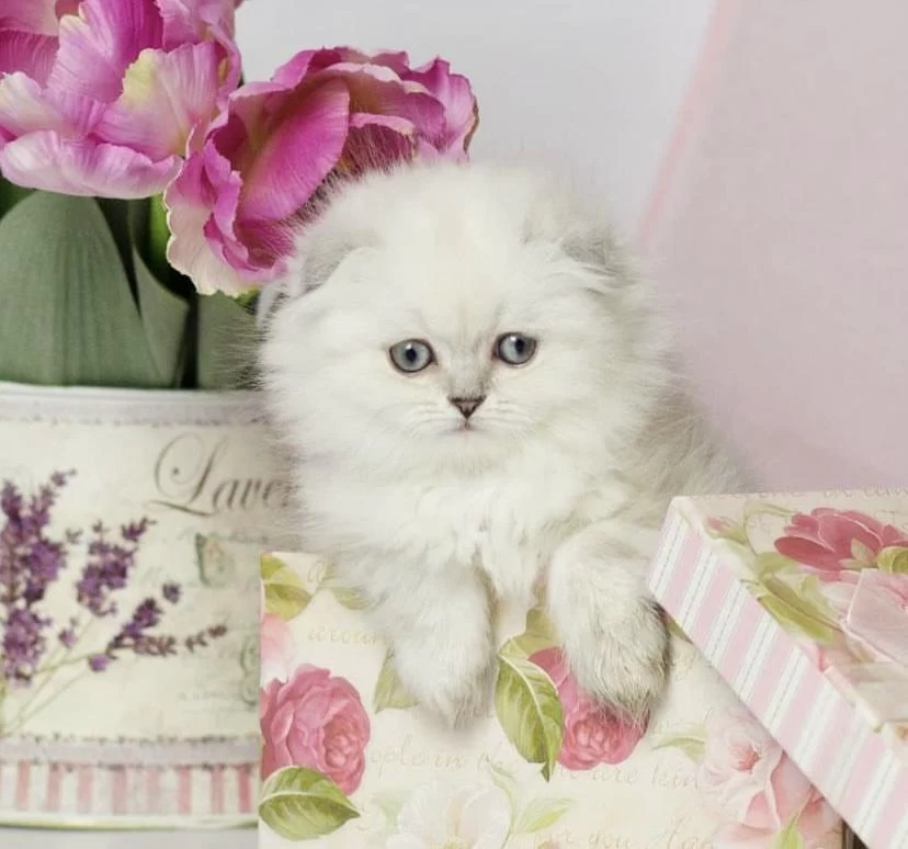 Scottish Fold Longhair Yavrularim