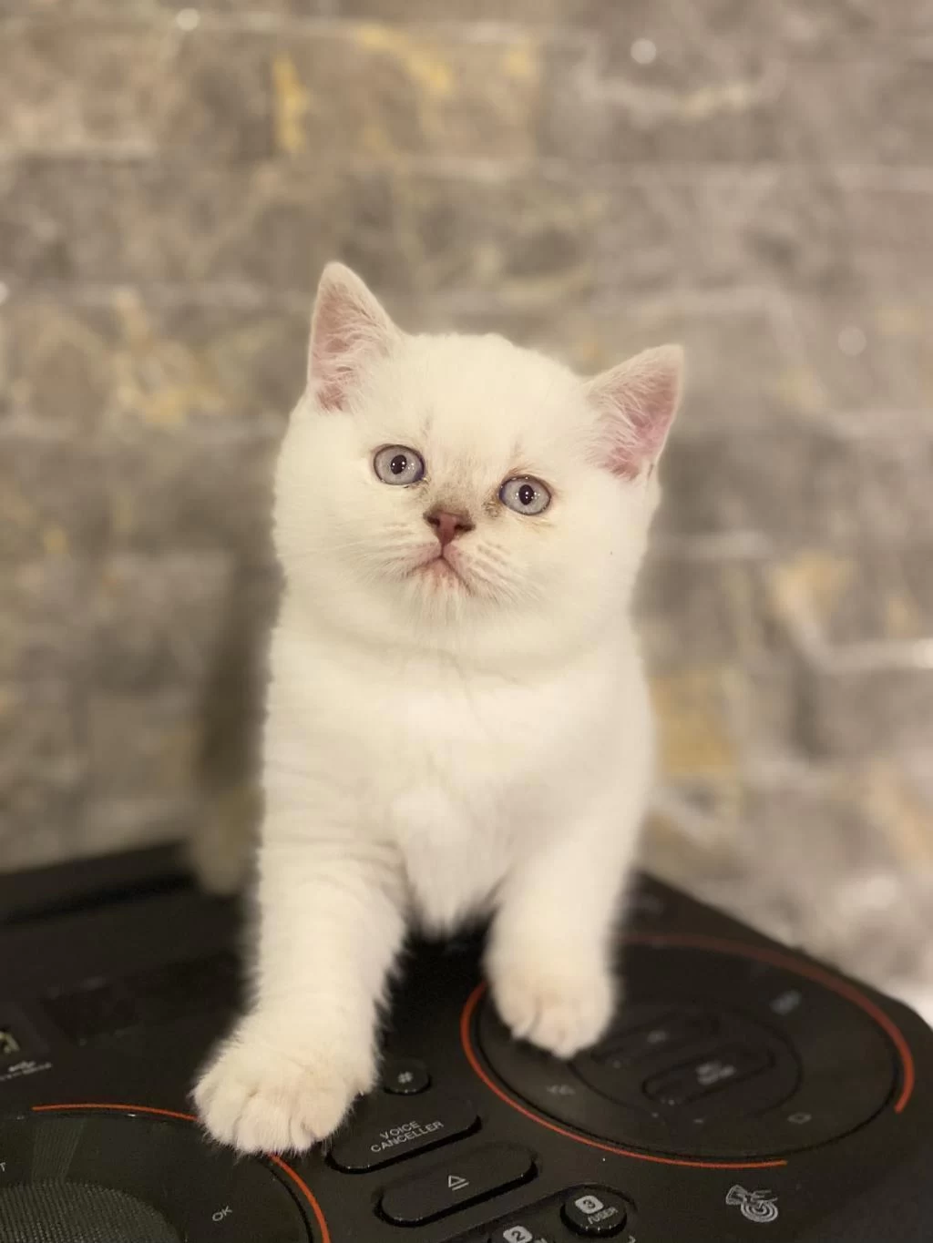 British Shorthair Silver Yavrularim