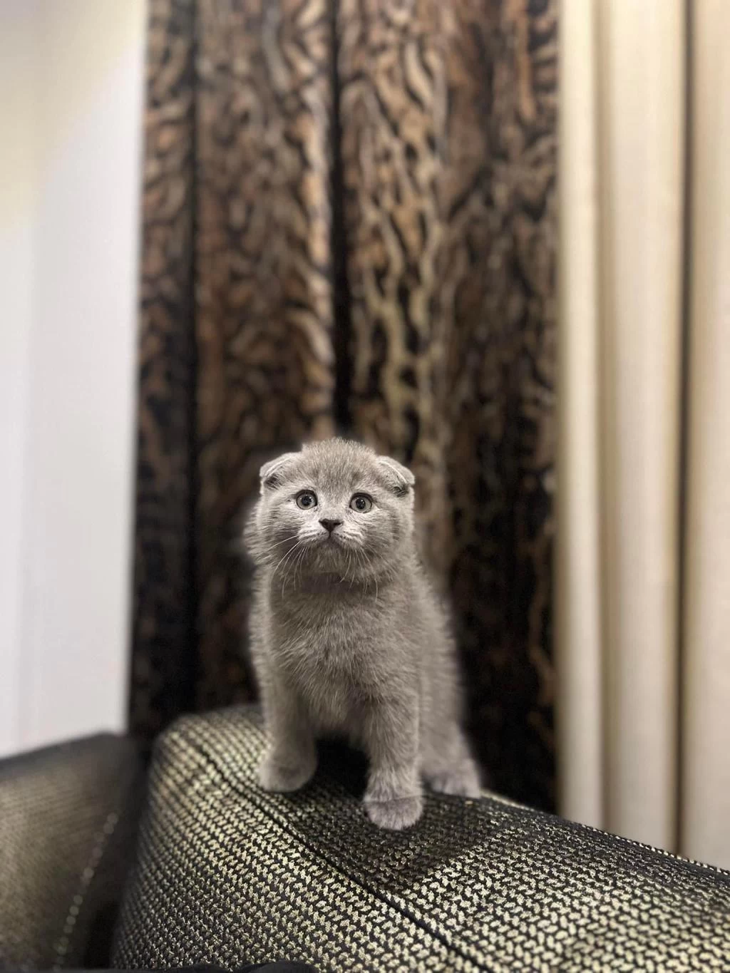 Scottish Fold Gri Yavrularim