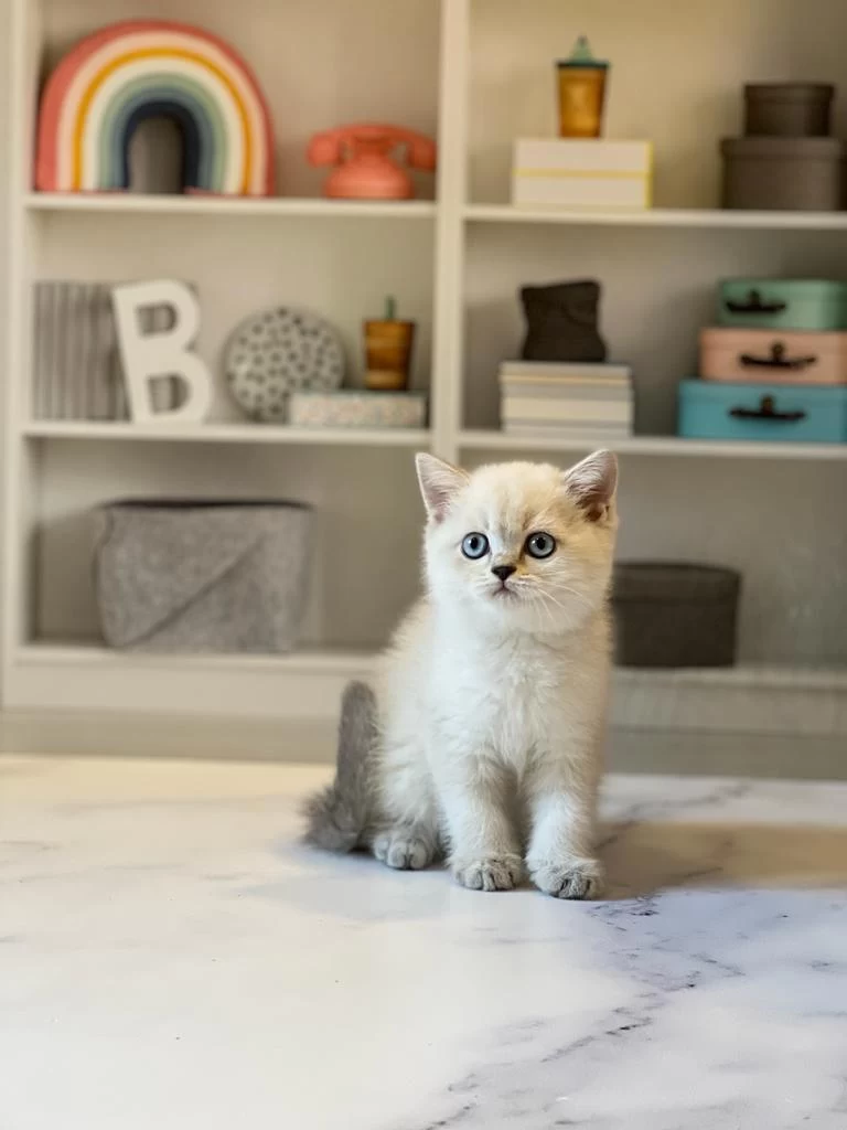 British Shorthair Silver Point Yavrularim