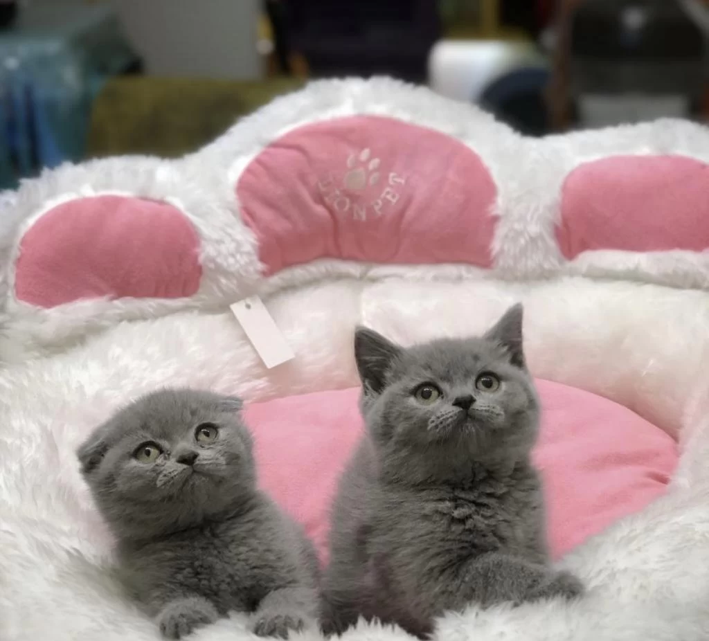 British Shorthair &scottish Fold Yavrularim