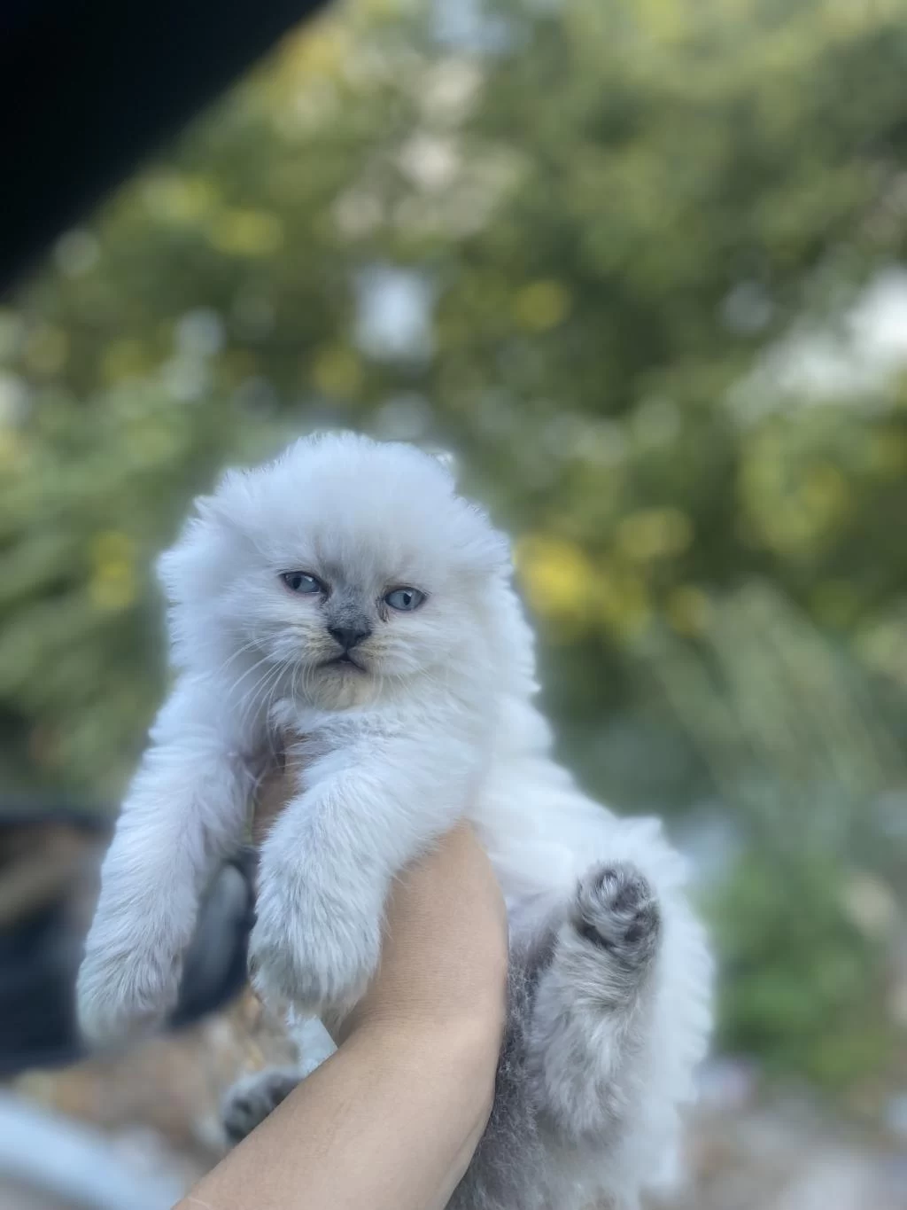 Scottish Fold Blue Point Yavrular