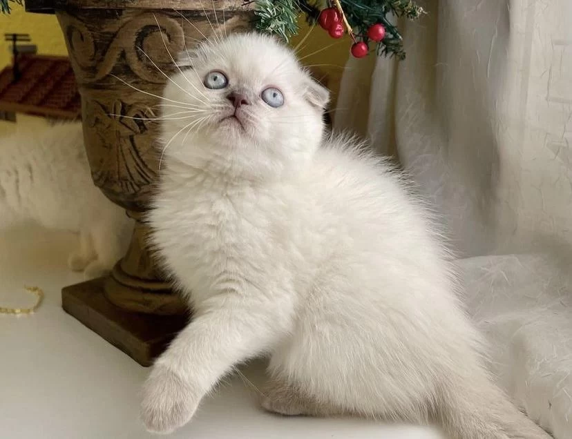 Teslime Hazir Scottish Fold Yavrularim