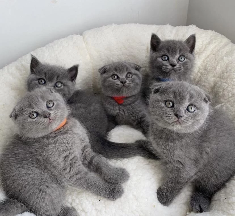 British Shorthair & Scottish Fild Yavrularim