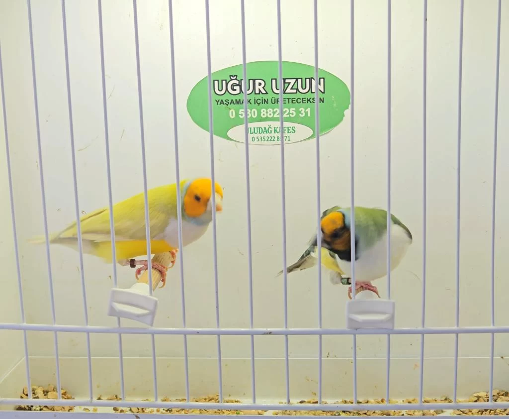 Şampiyondan Üst Seviye Jumbo Gouldian Finch İspinoz