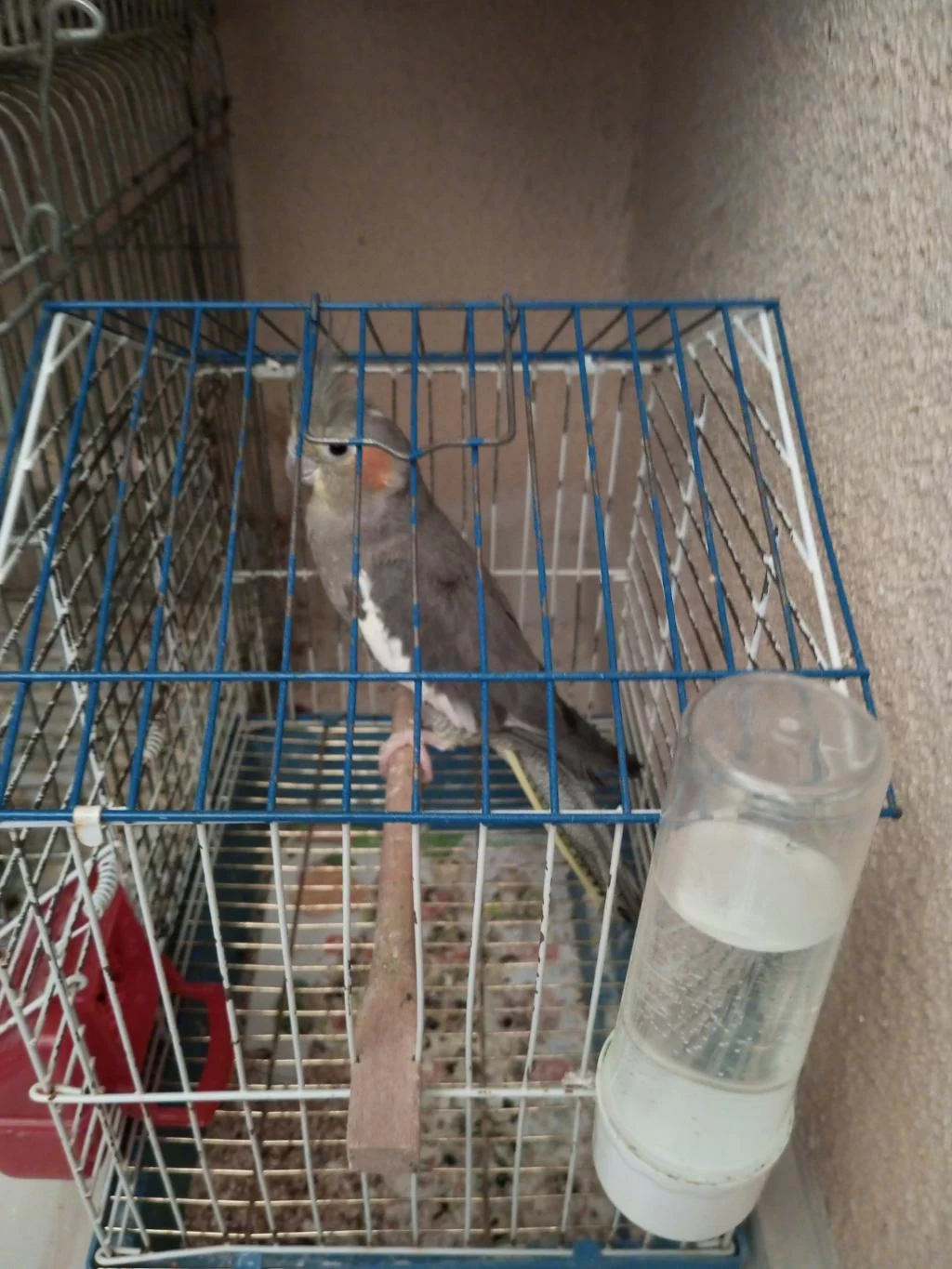 Grey Dişi Sultan Papağanı
