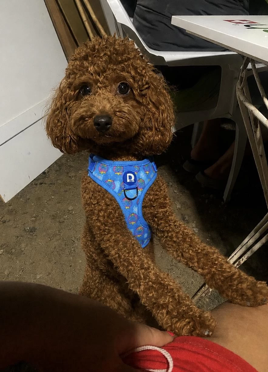 Erkek Poodle 1 Yaşında Erkek