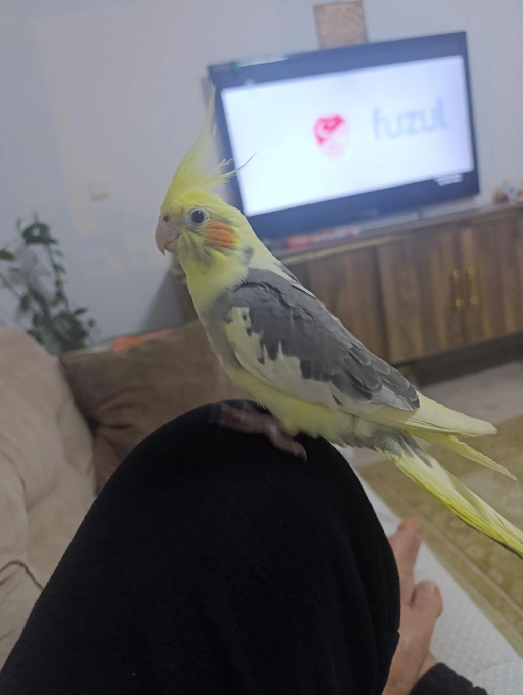 Satılık 3 Buçuk Aylık Sultan Papağanı