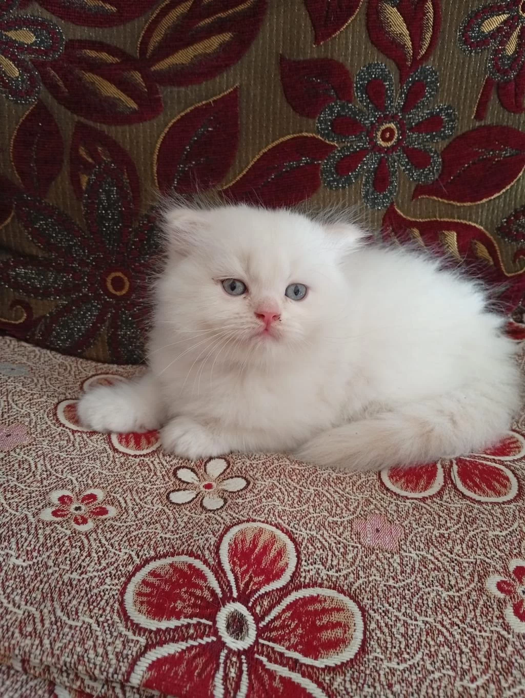 Dişi Erkek Yavrular Kedimiz