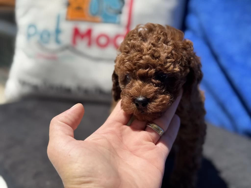 Petmode Köpek Çiftliğinde Ziyarete Açık Toy Poodle