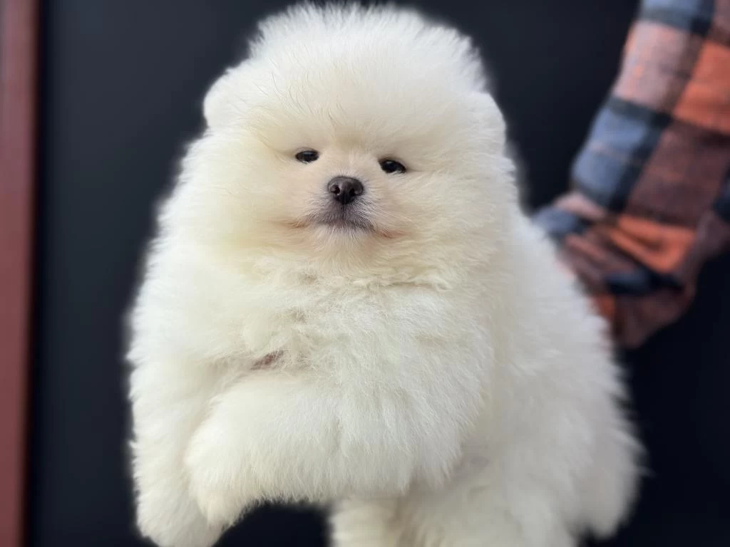 Petmode Köpek Çiftliğinde Ziyarete Açık Pomeranian