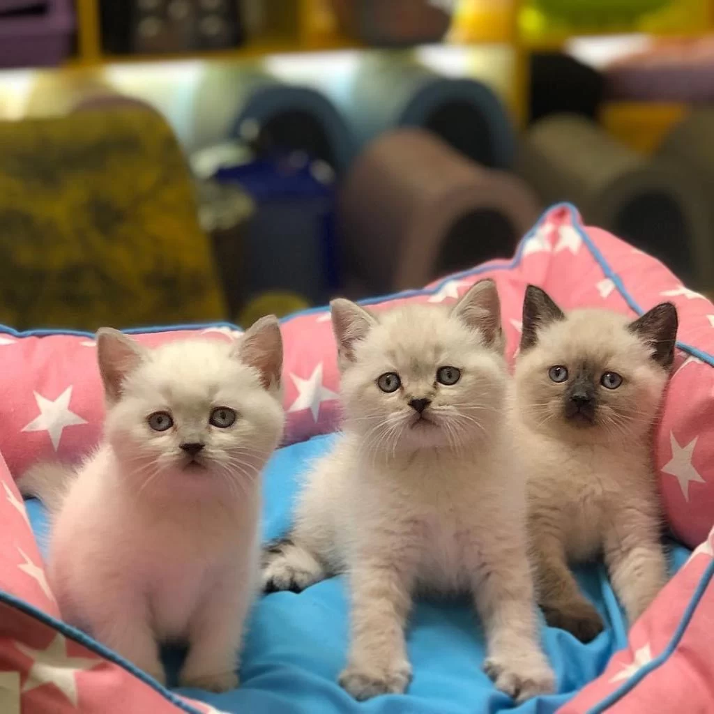 British Shorthair Silver Yavrularim