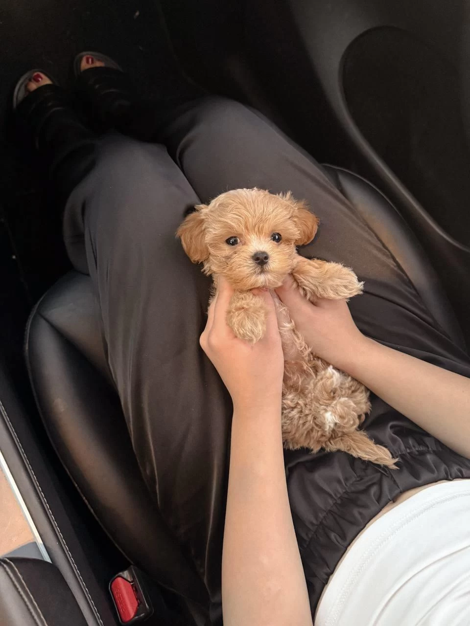 Maltipoo Yavru Köpeklerimiz