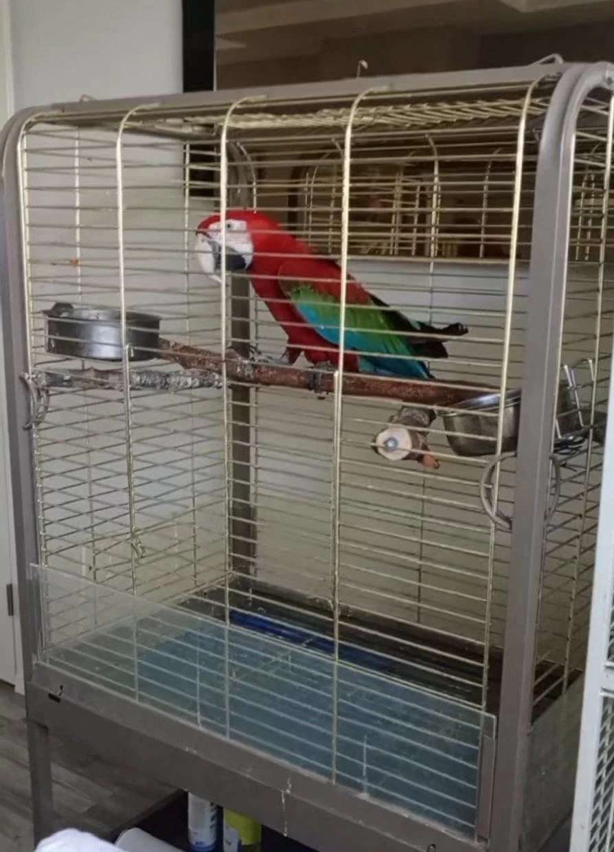 Ara Macaw Papağanımız