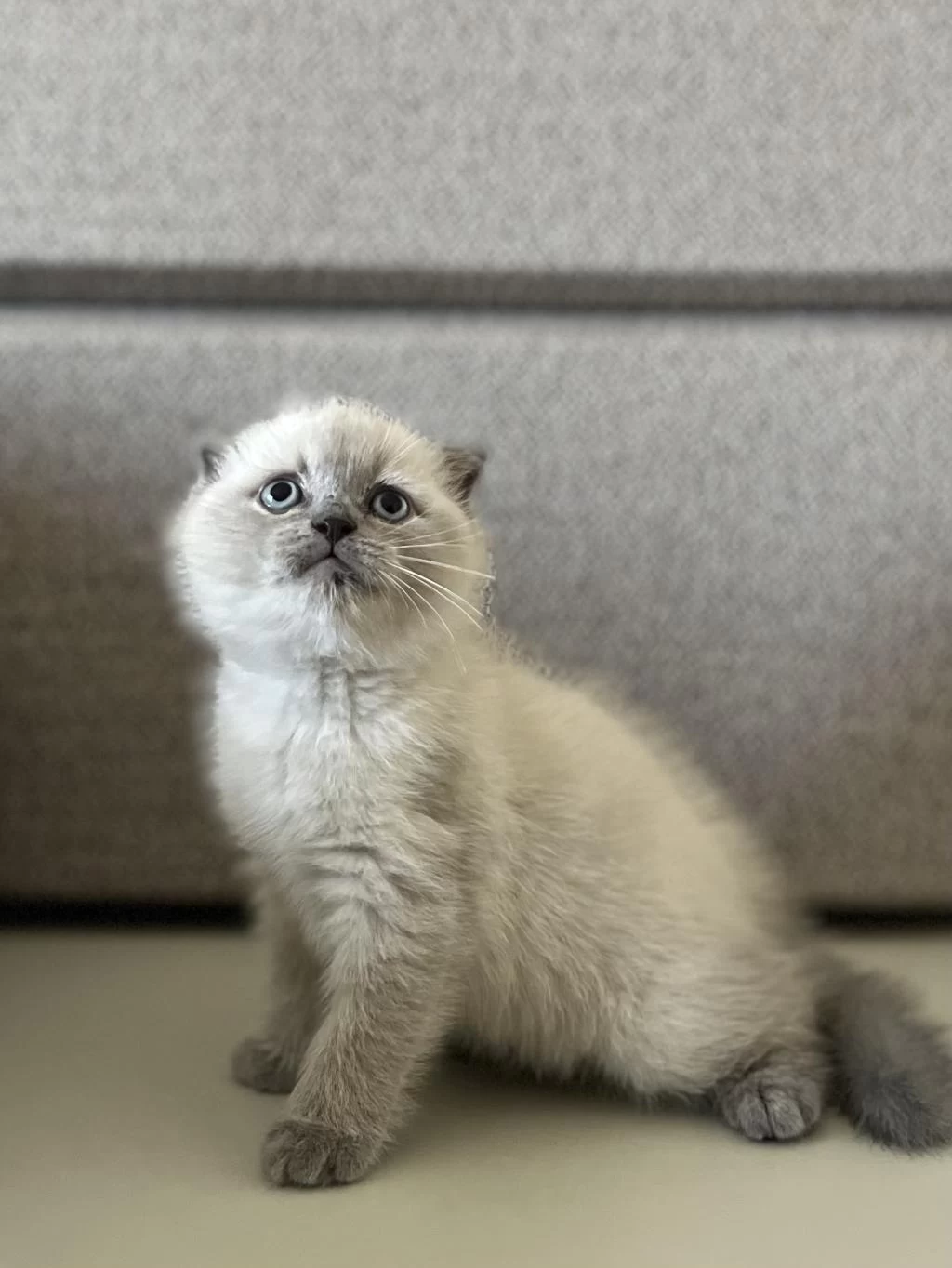 Scottish Fold Blue Point Yavrularim