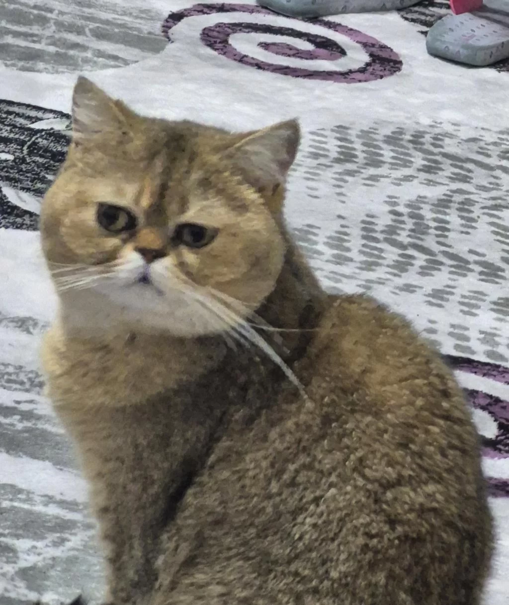 Ücretsiz Sahiplendirilecek Kedimiz