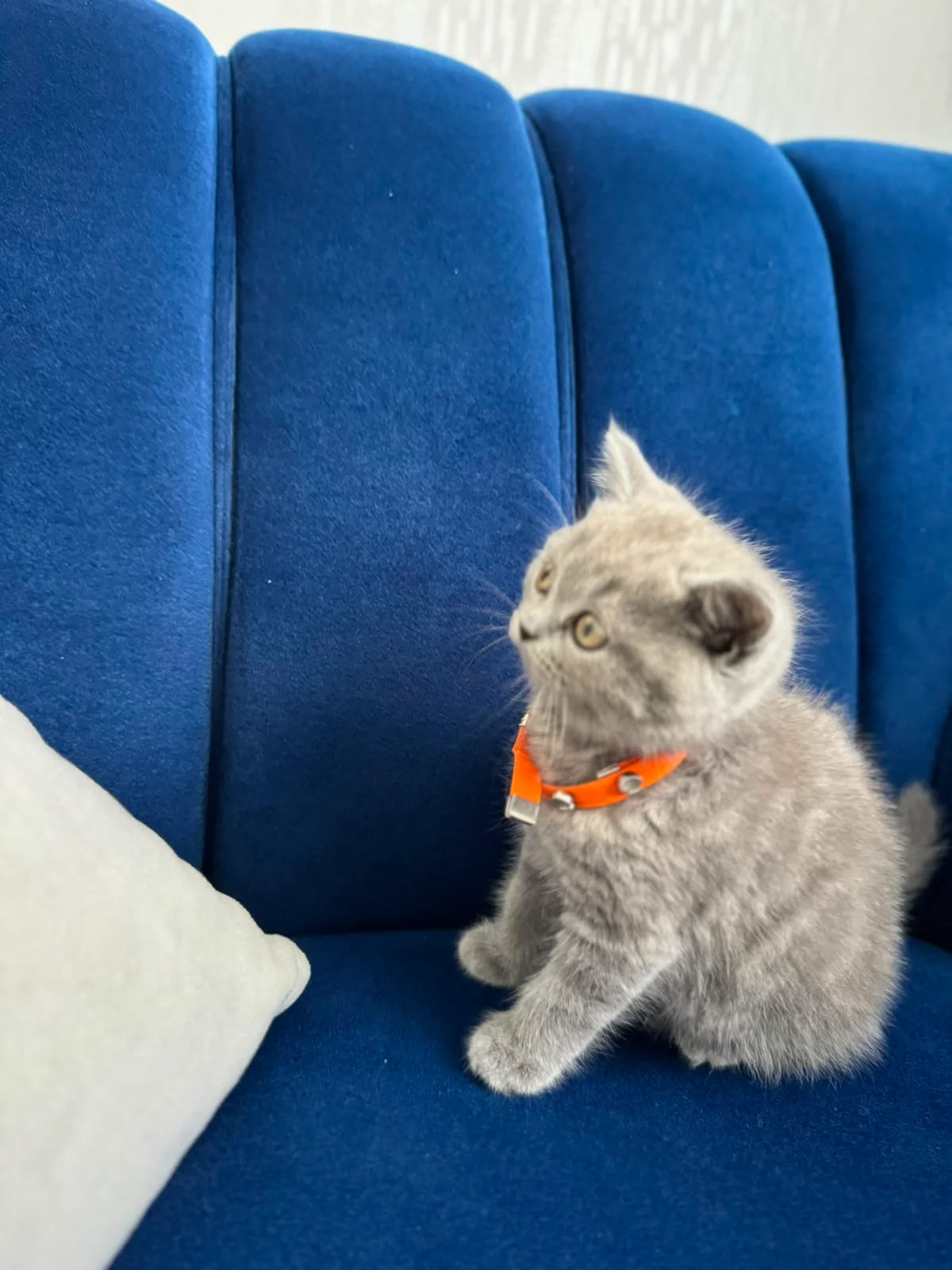 British shorthair bebeğimize yuva arıyoruz