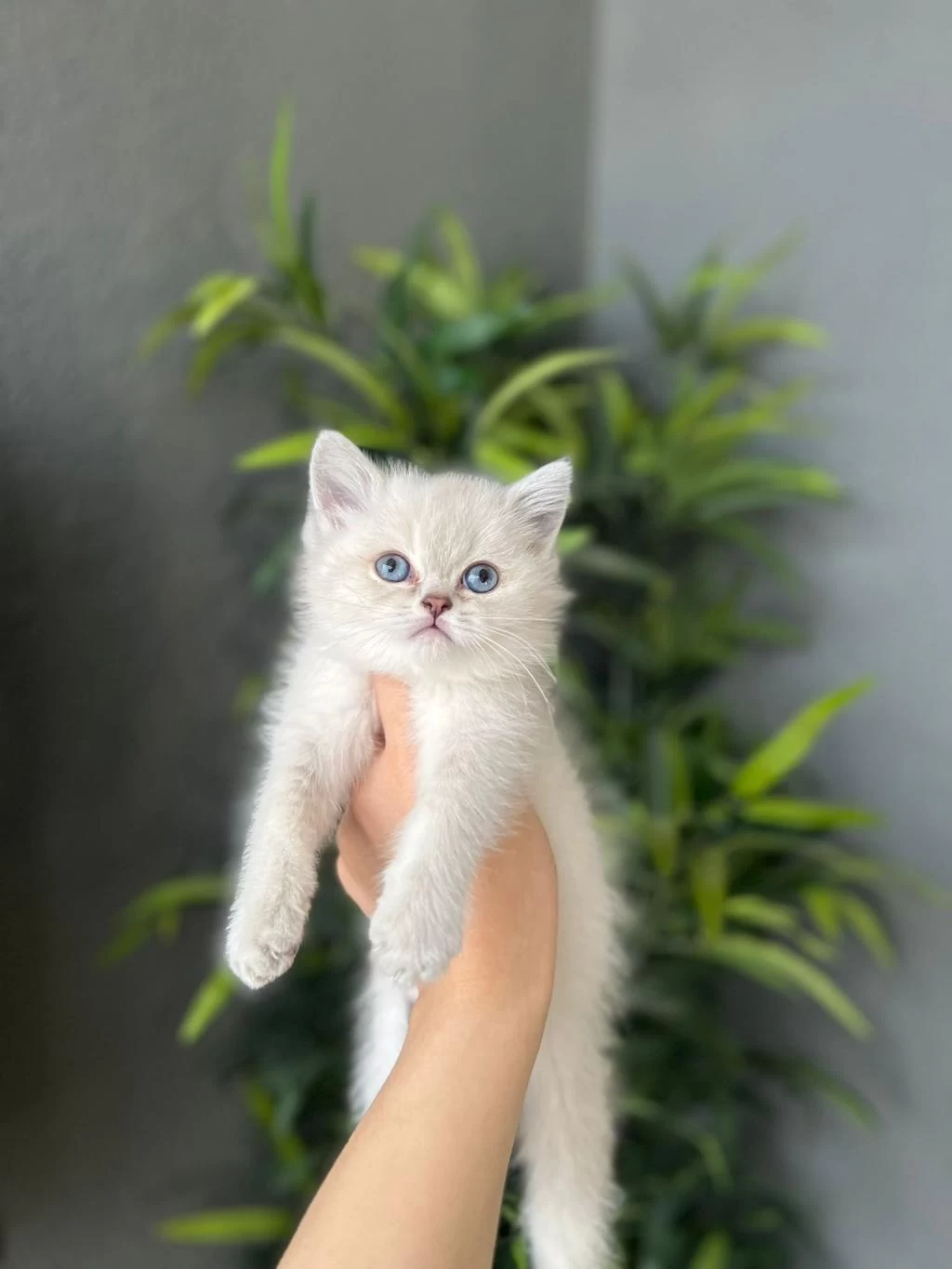 İrk Garantili British Shorthair Yavrularim