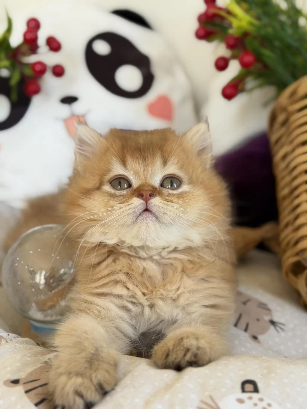 Golden Ny 12 British Longhair