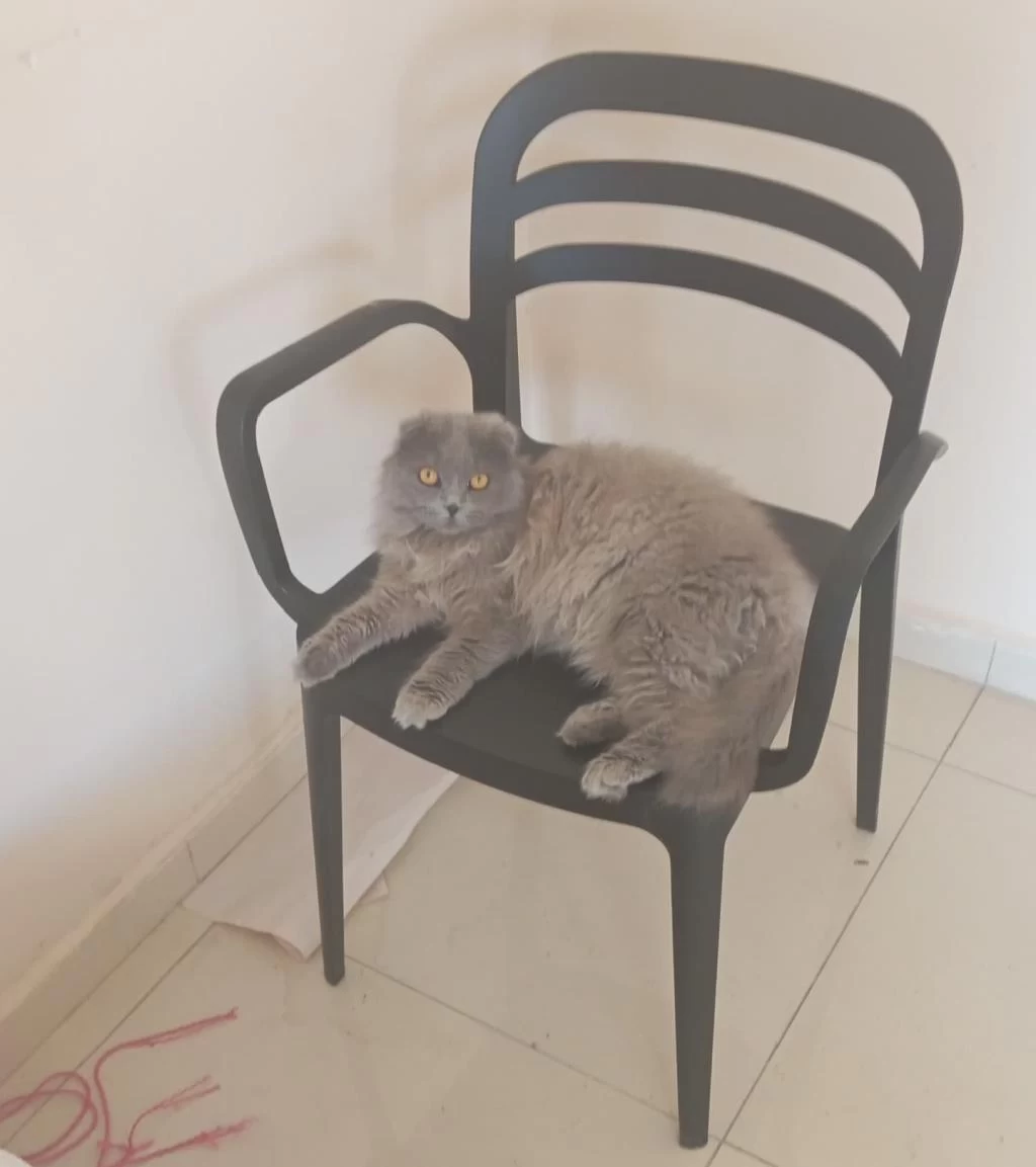 Sağlıklı Evcil Kedimiz