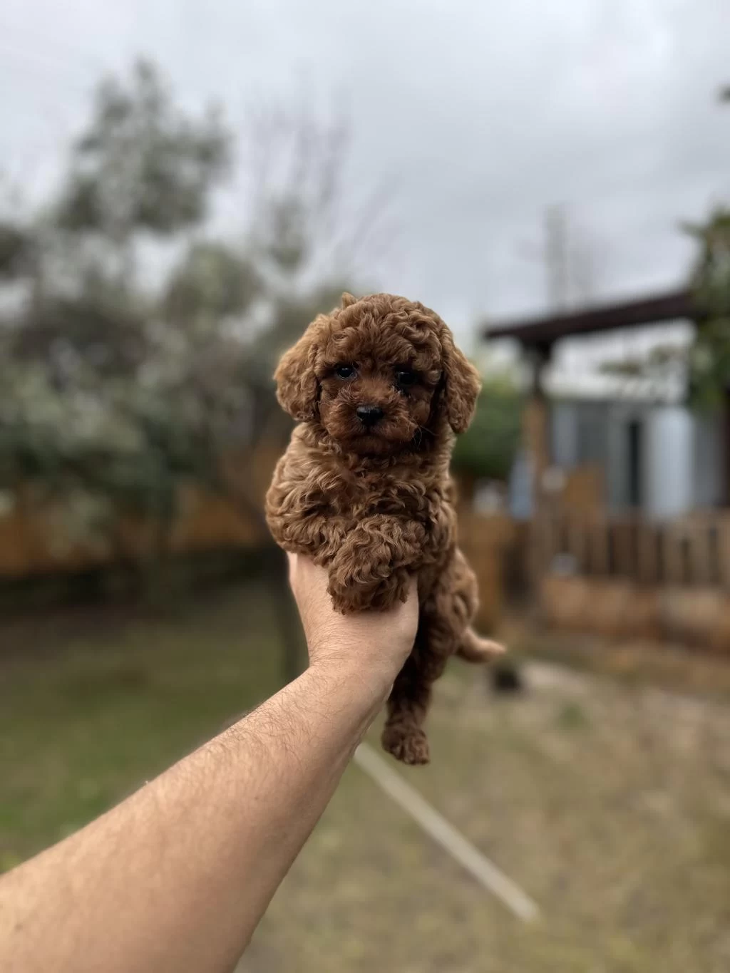 Sağlık Ve İrk Garantili Toy Poodle Yavrularımız