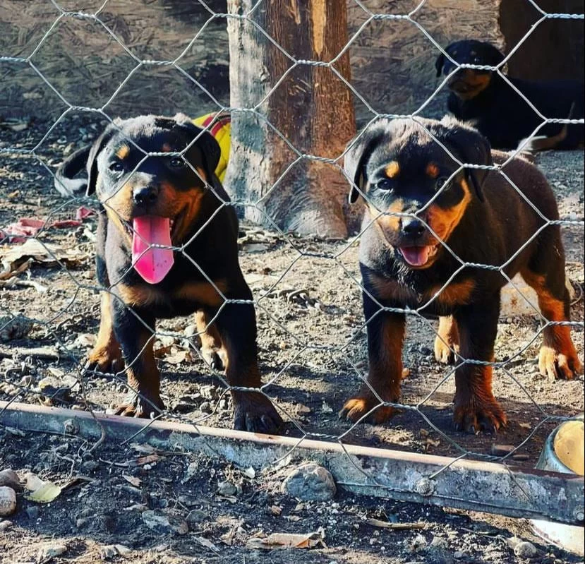 Üretim Çiftliğinden Rottweiler Yavrular