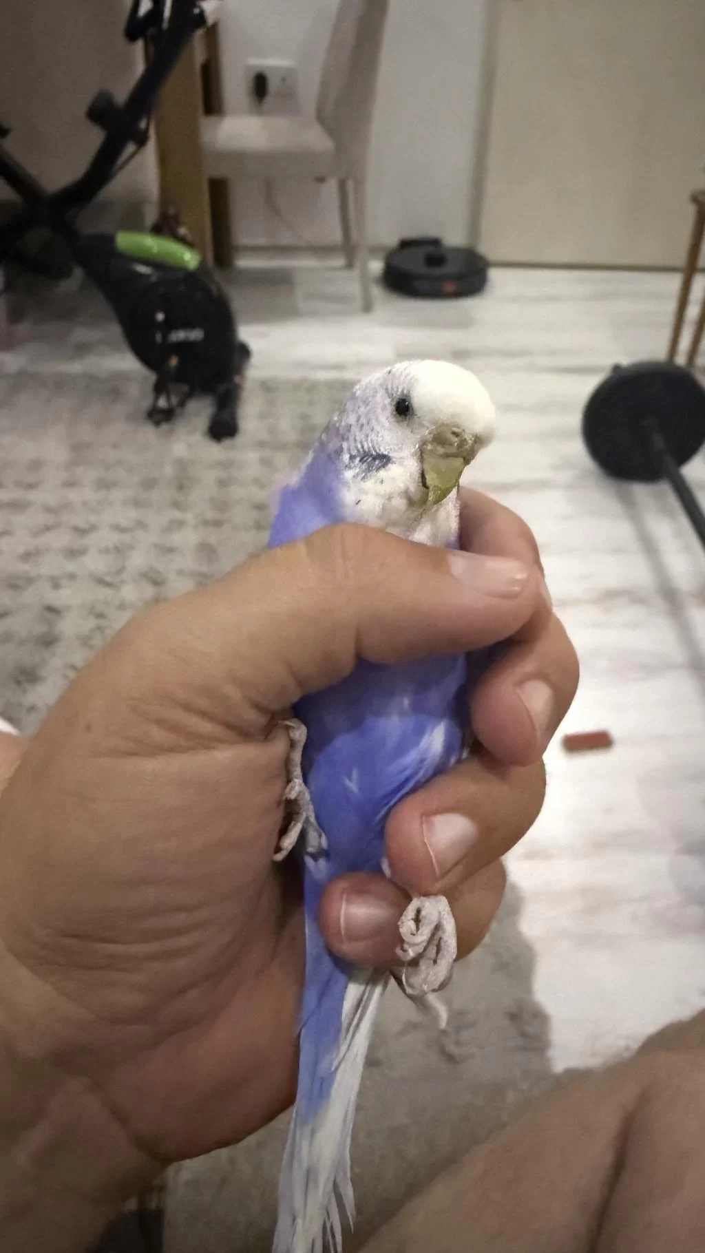 9 Aylık Dişi Muhabbet Kuşu