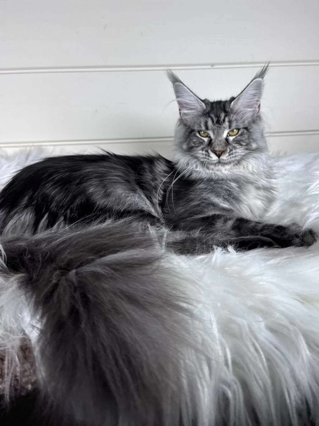 Dev Maine Coon Dişi Ns22
