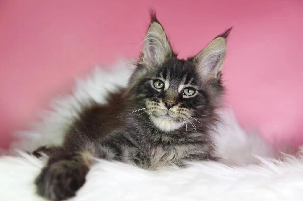 Üst Kaliteli Maine Coon Erkek Orman Rengi