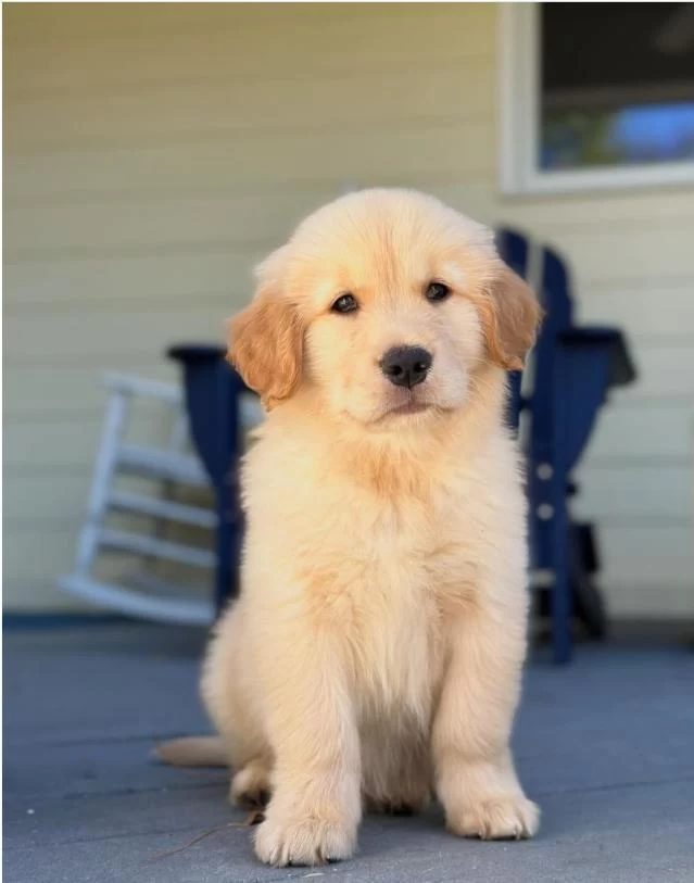 Üretim Çiftliğinden Golden Retriever Yavrular