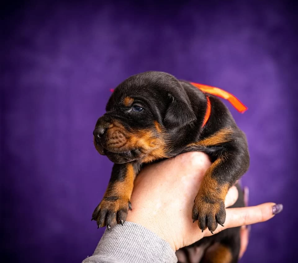 Üretim Çiftliğinden Doberman Yavrular