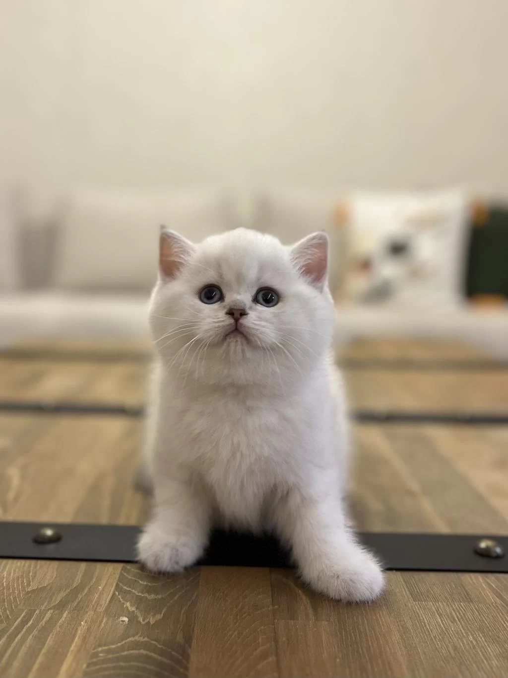 British Shorthair Silver Yavrularim